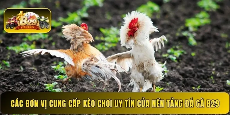 cac-don-vi-cung-cap-keo-choi-uy-tin-cua-nen-tang-da-ga-b29